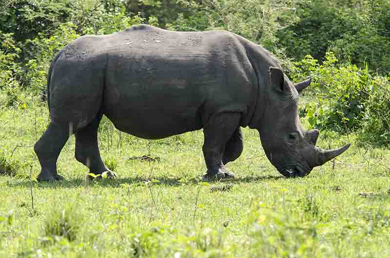 Rinoceronte Blanco - reserva de Ziwa - Uganda 02.jpg